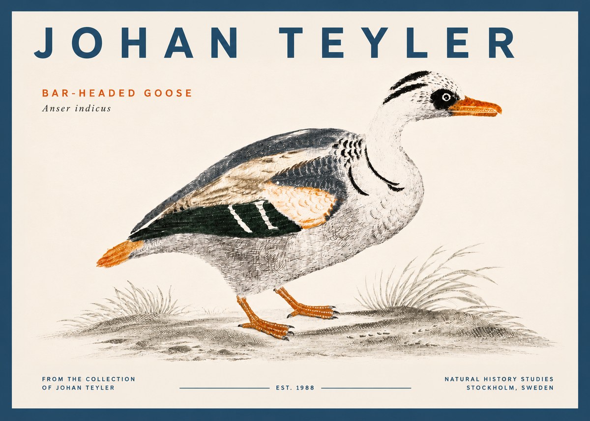 Johan Teyler Bar-headed Goose No5 - Póster