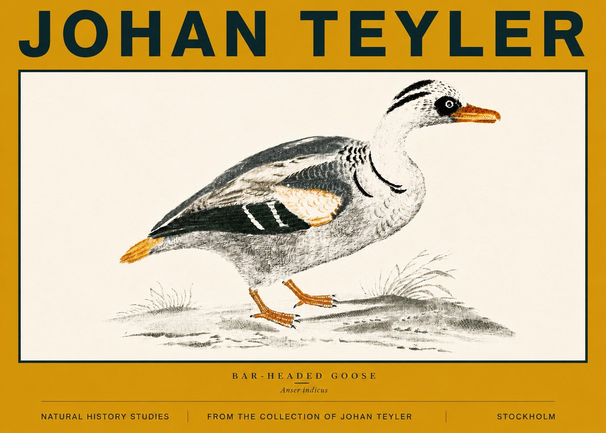 Johan Teyler Bar-headed Goose No6 - Póster