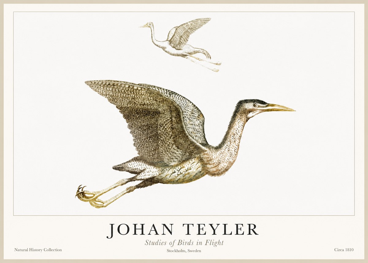 Johan Teyler Studies of Birds in Flight No1 - Póster