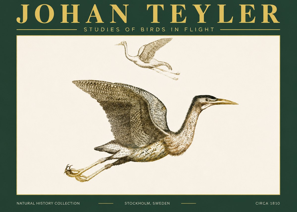 Johan Teyler Studies of Birds in Flight No4 - Póster