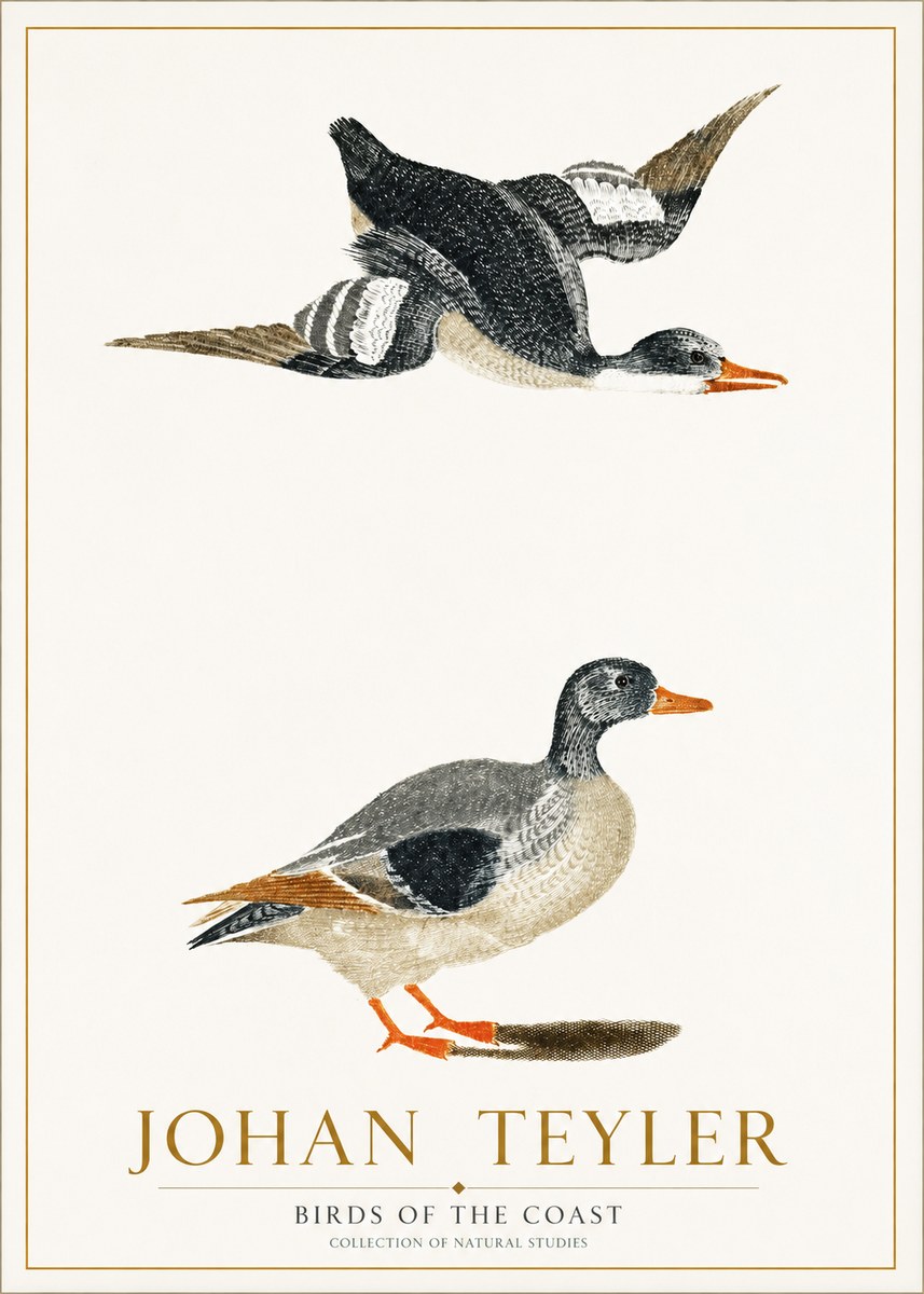 Johan Teyler Birds of the Coast No1 - Póster