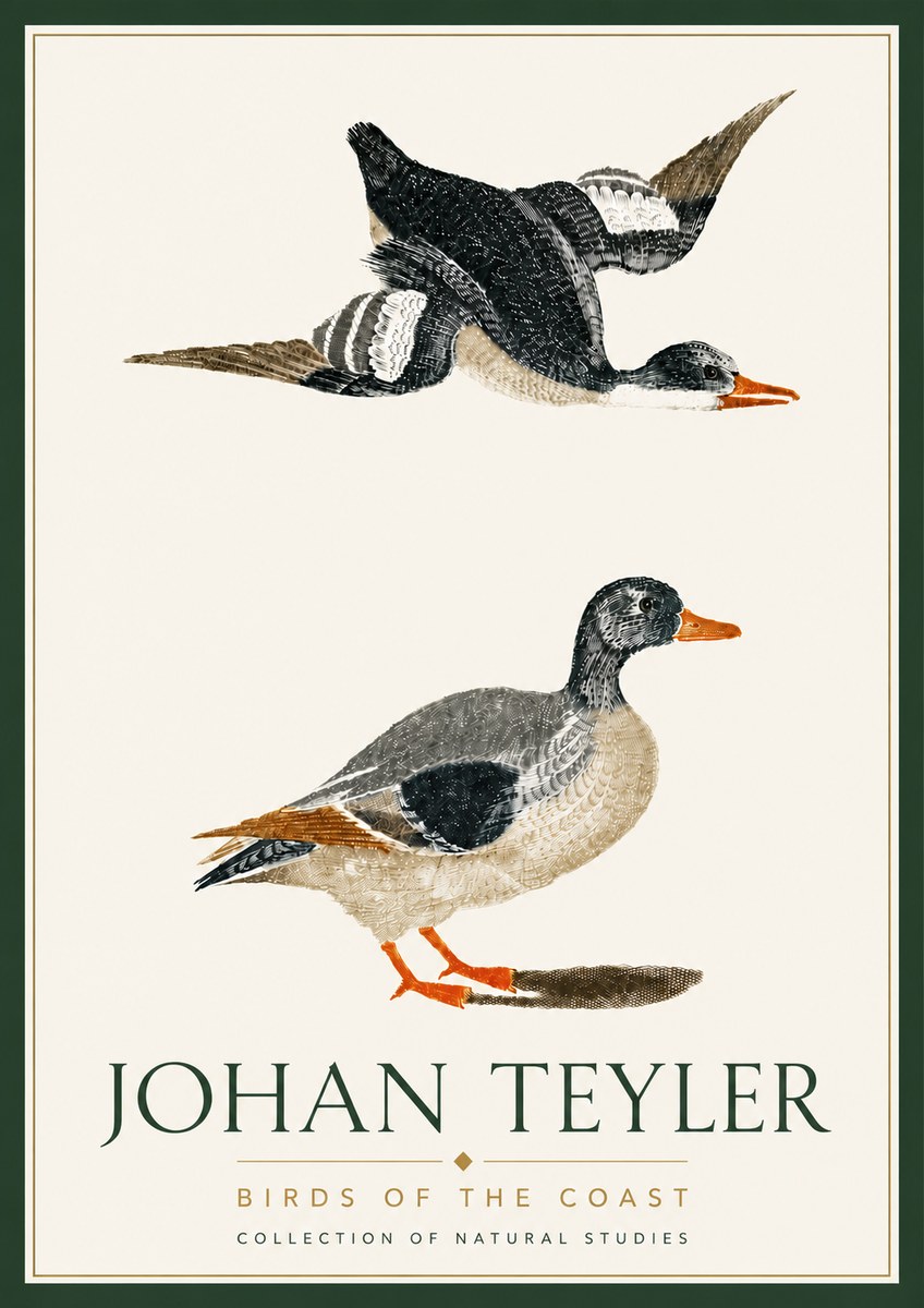 Johan Teyler Birds of the Coast No6 - Póster