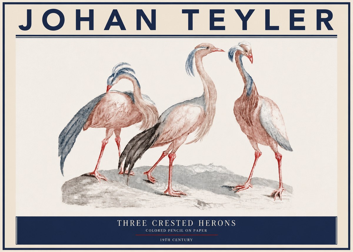 Johan Teyler Three Crested Herons No3 - Póster