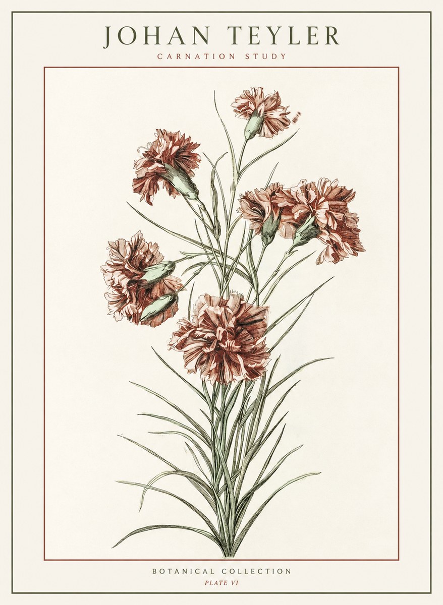 Johan Teyler Carnation Study No1 - Póster