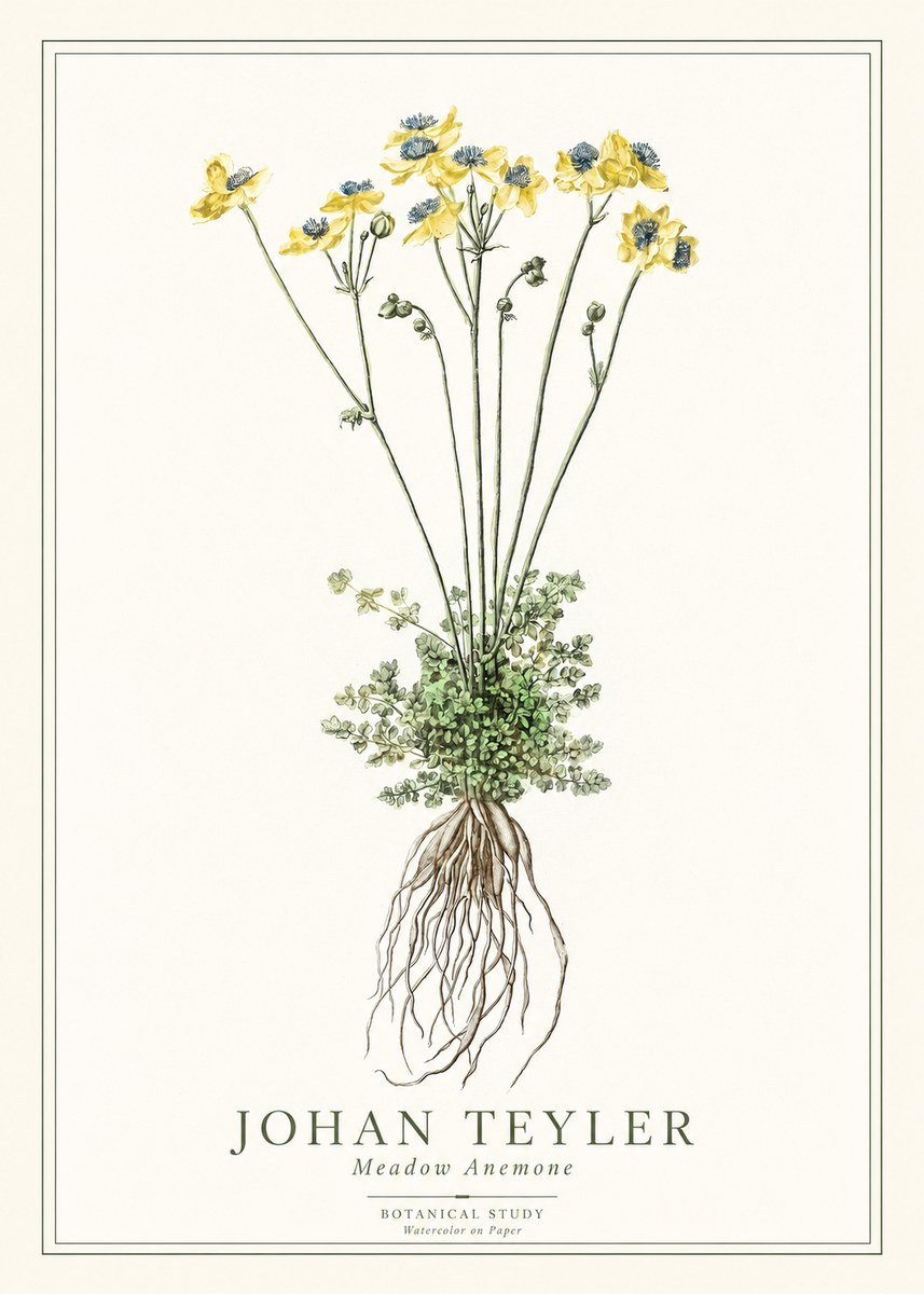 Johan Teyler Meadow Anemone No1 - Póster