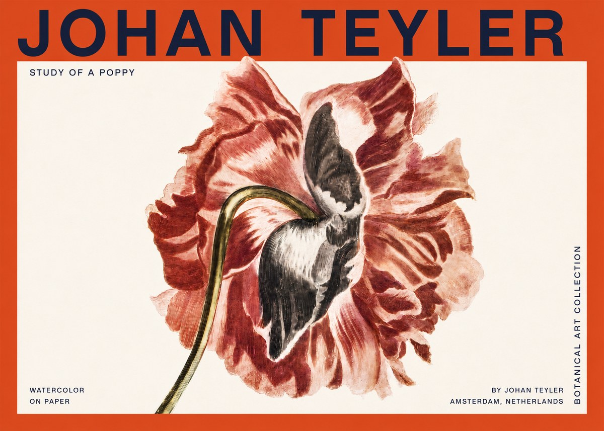 Johan Teyler Study of a Poppy No2 - Póster