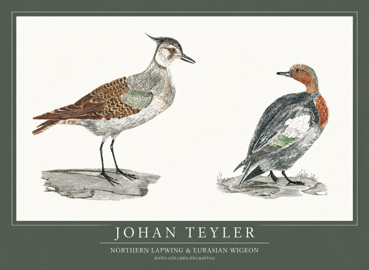 Johan Teyler Northern Lapwing & Eurasian Wigeon No1 - Póster