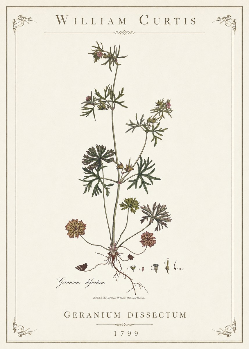 William Curtis Geranium Dissectum I No1 - Póster