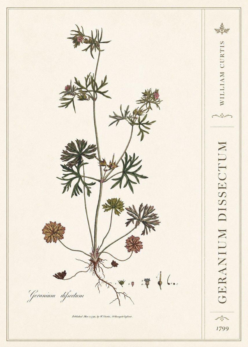 William Curtis Geranium Dissectum I No2 - Póster