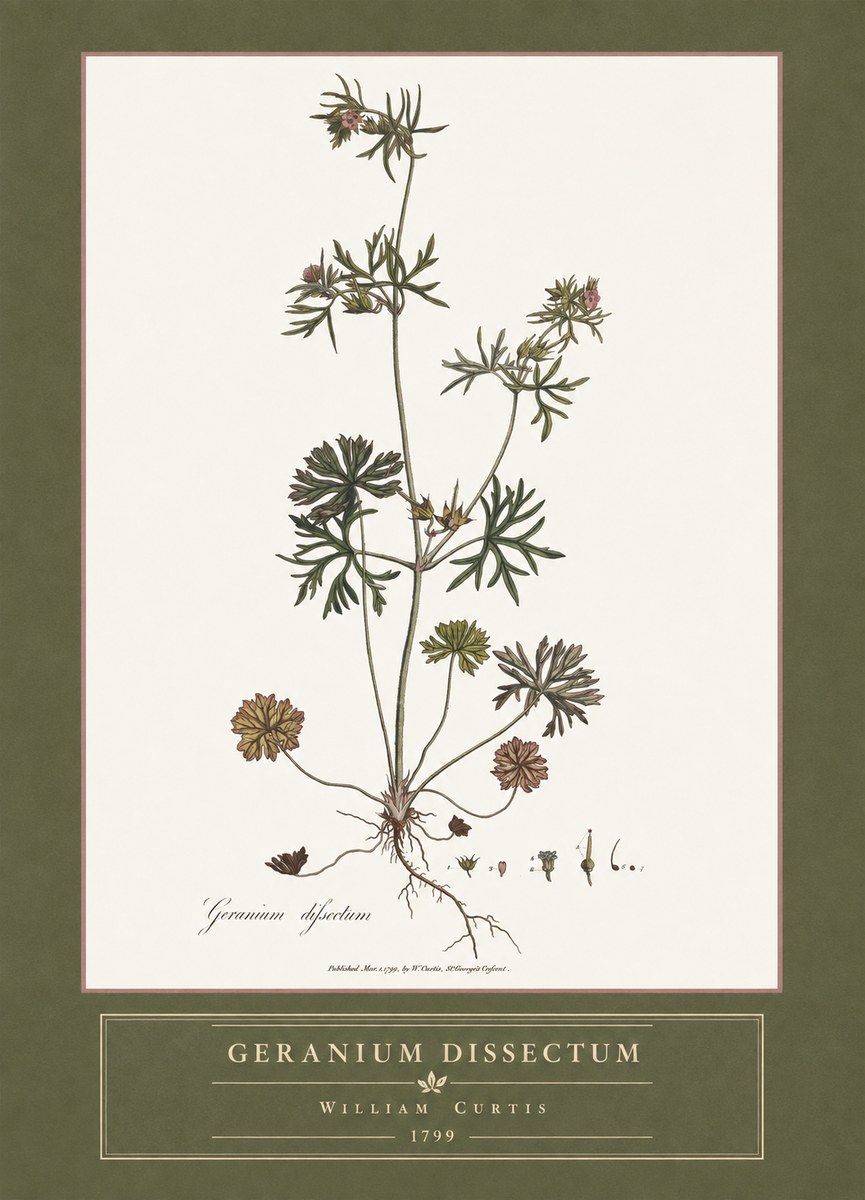 William Curtis Geranium Dissectum I No4 - Póster