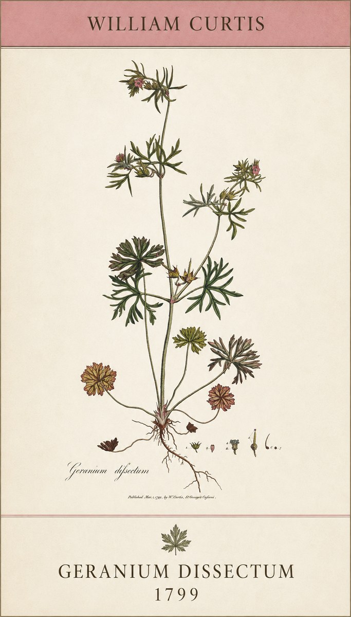 William Curtis Geranium Dissectum I No5 - Póster