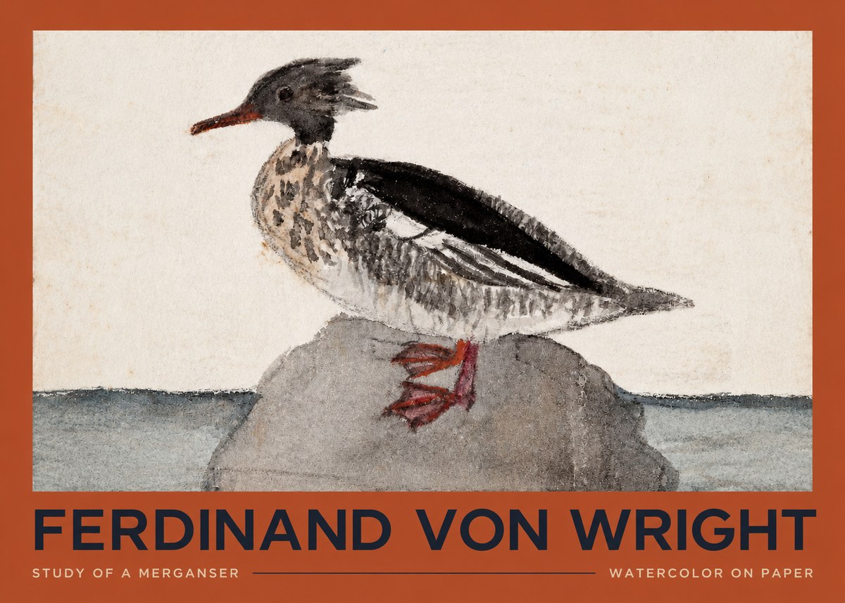 Ferdinand von Wright Study of a Merganser No2 - Póster
