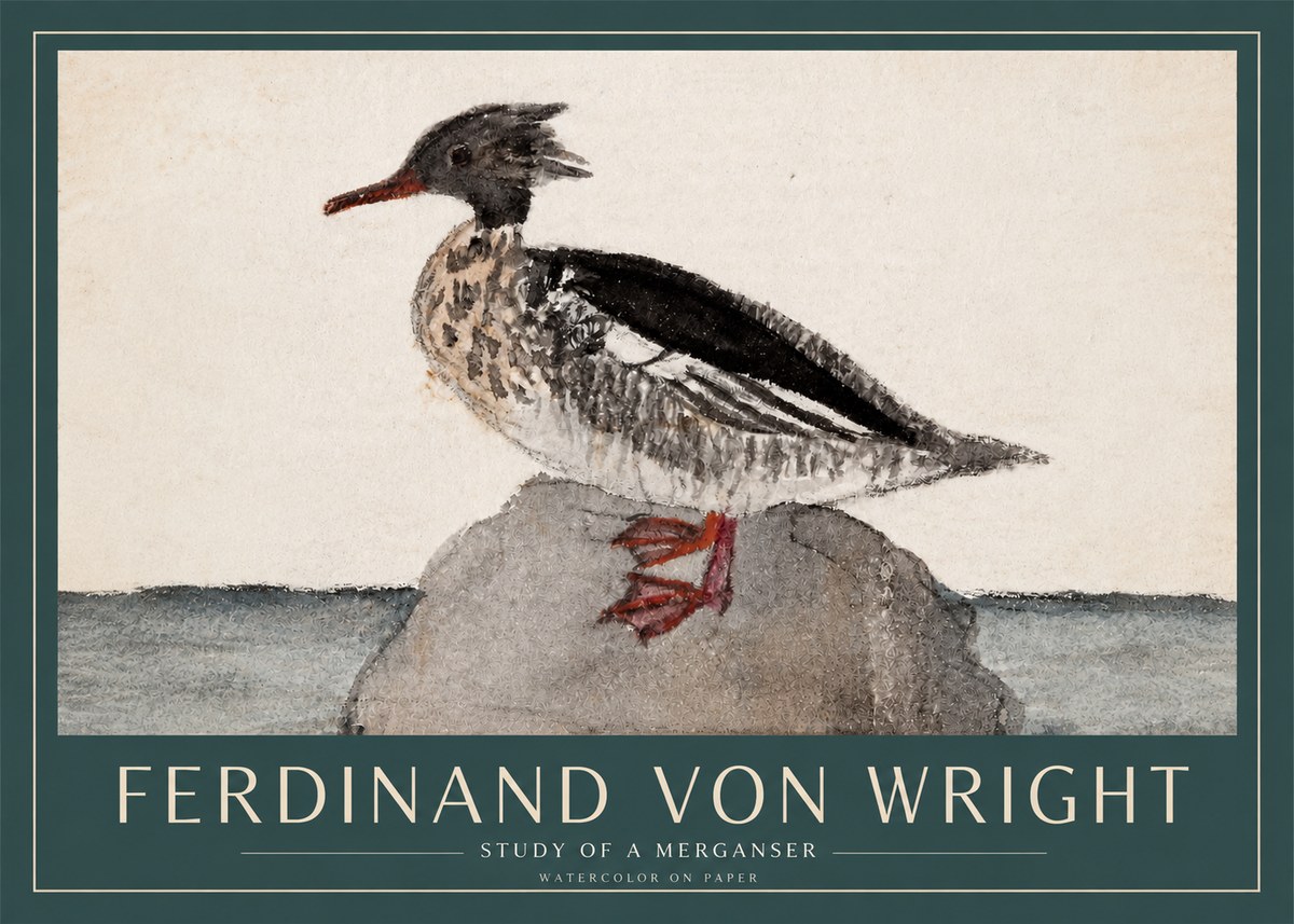 Ferdinand von Wright Study of a Merganser No3 - Póster