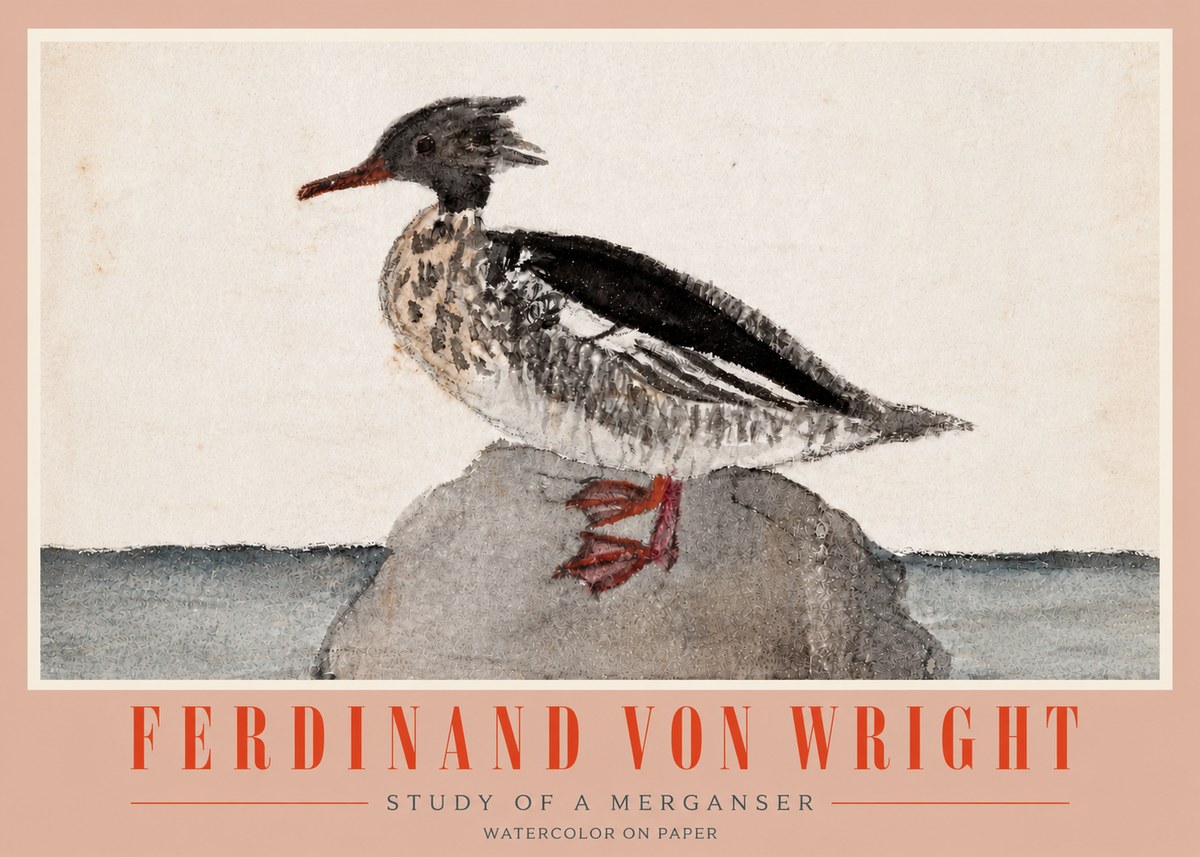 Ferdinand von Wright Study of a Merganser No4 - Póster