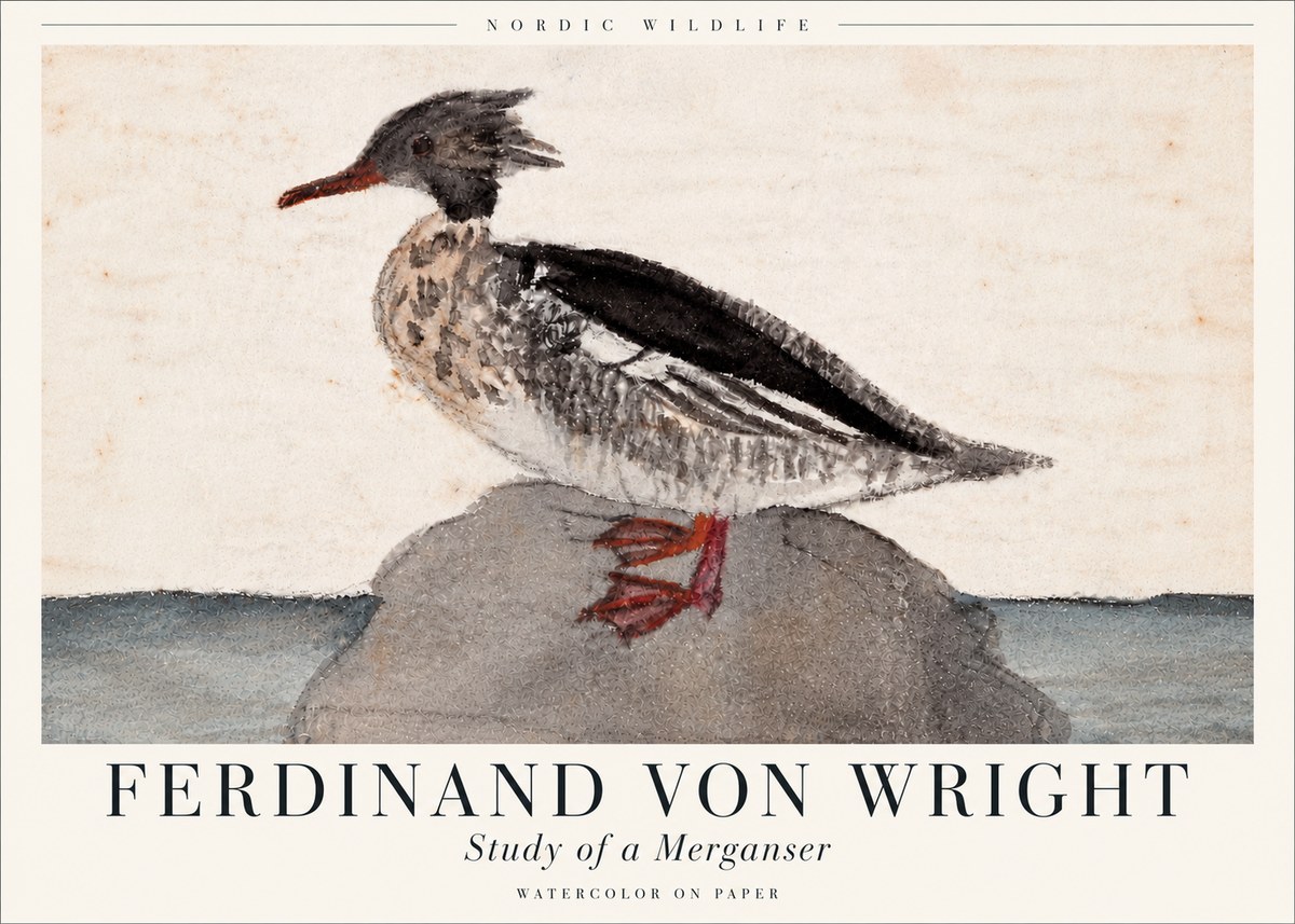 Ferdinand von Wright Study of a Merganser No6 - Póster