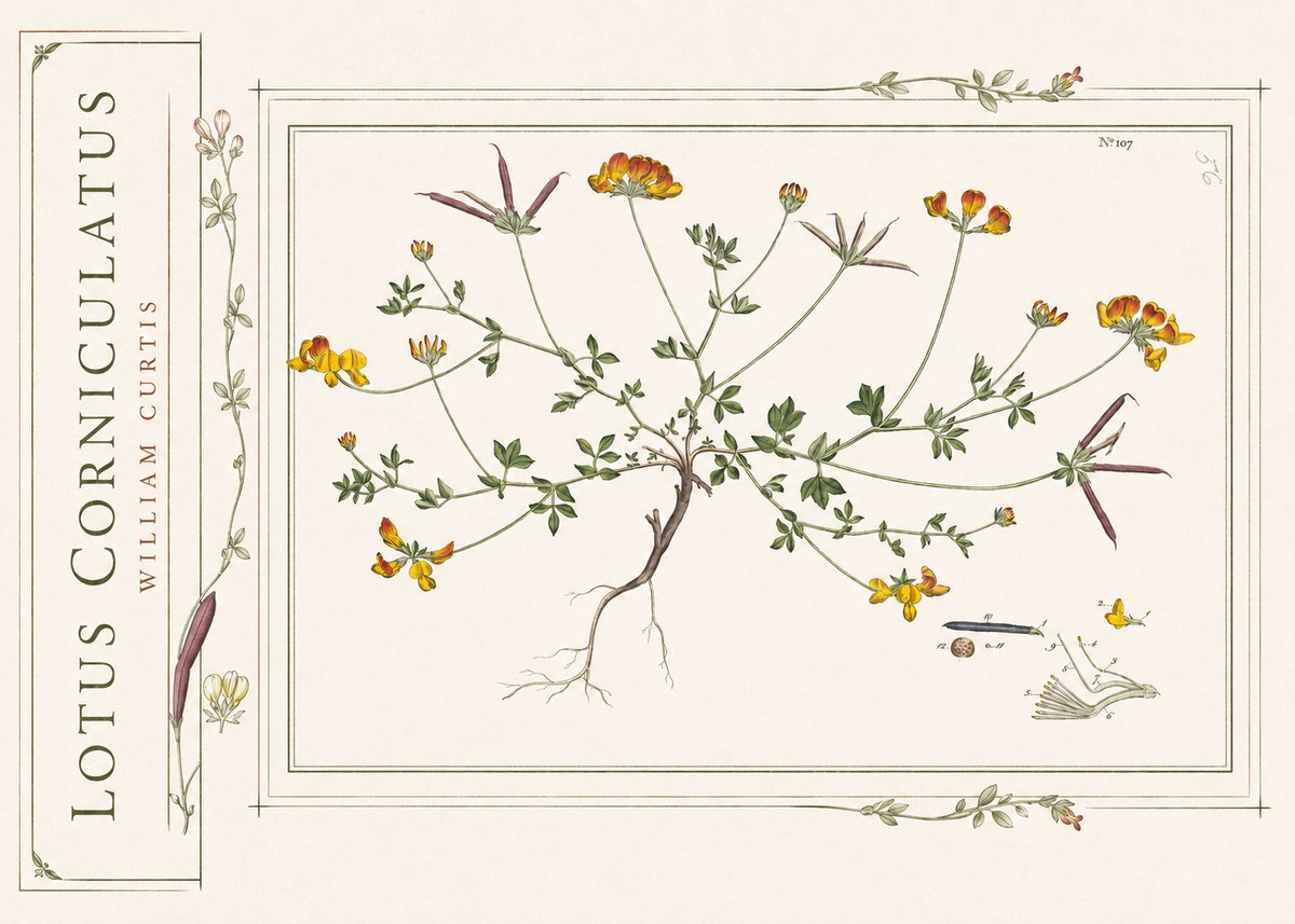 William Curtis Lotus Corniculatus I No2 - Póster