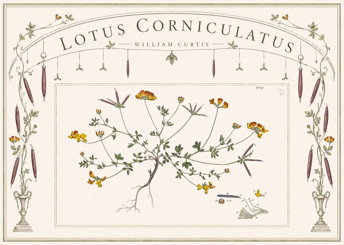 William Curtis Lotus Corniculatus I No6 - Póster