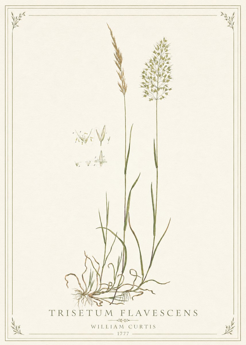 William Curtis Trisetum Flavescens II No1 - Póster