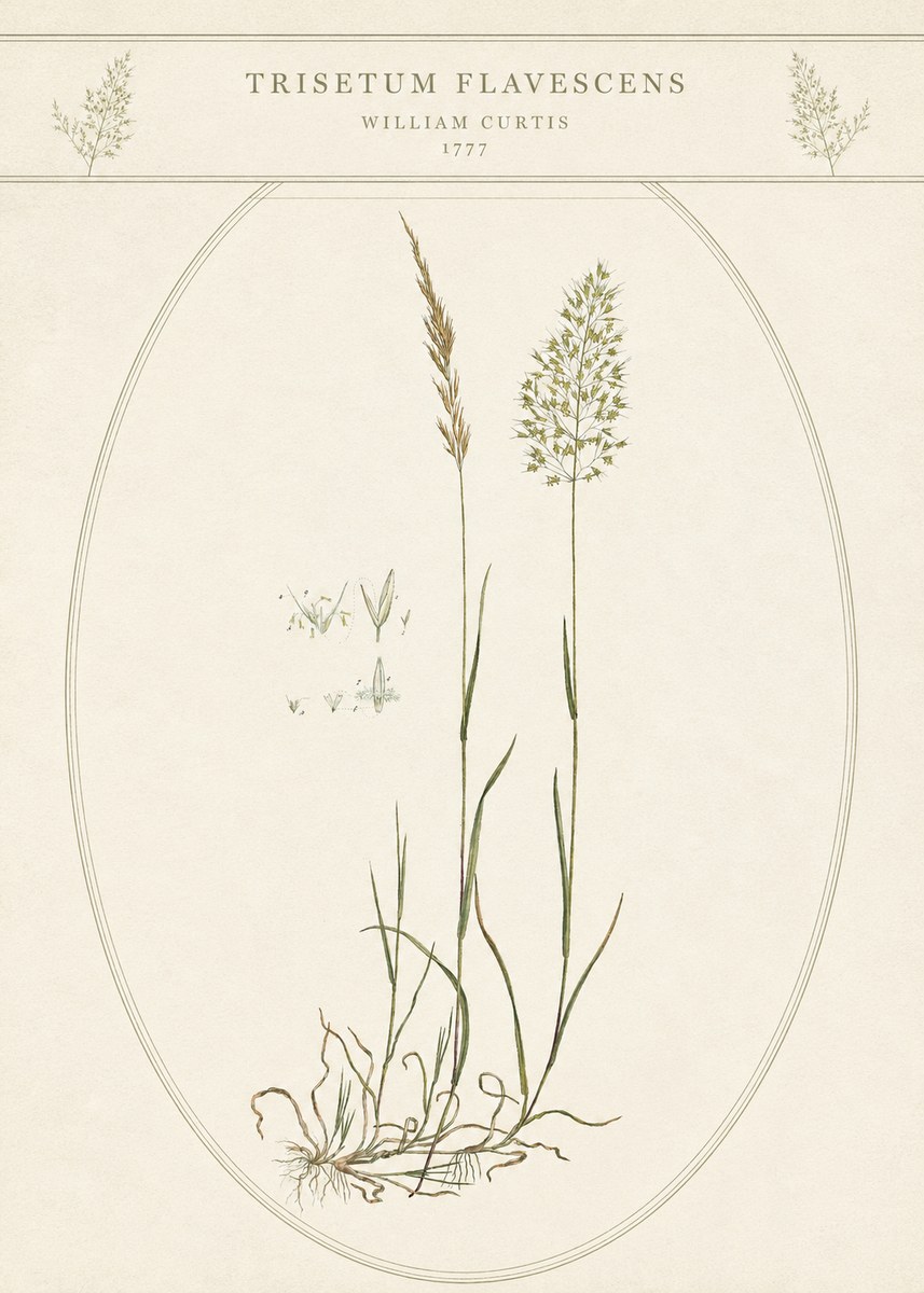 William Curtis Trisetum Flavescens II No5 - Póster