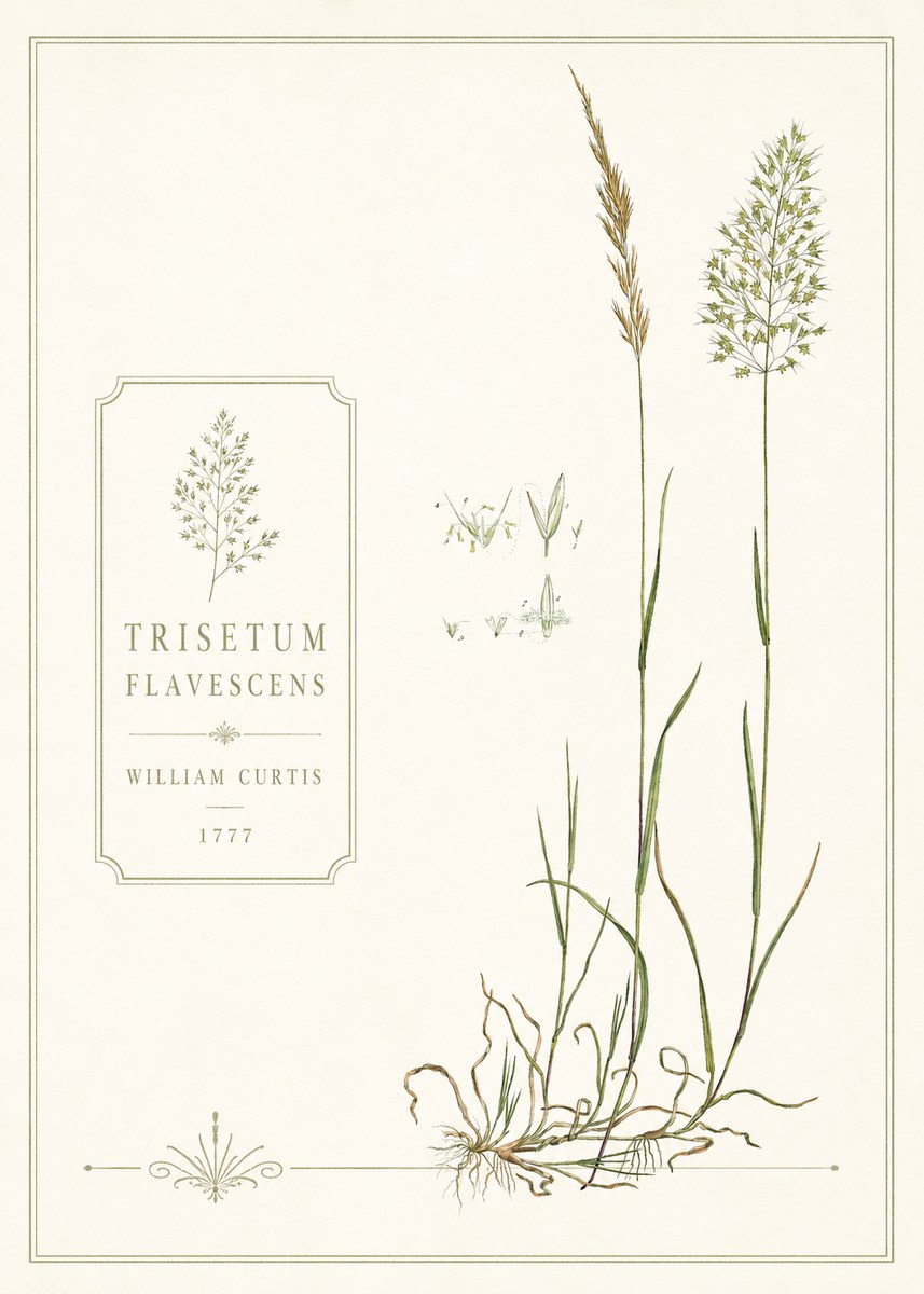 William Curtis Trisetum Flavescens II No6 - Póster