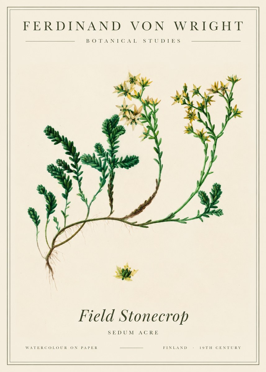 Ferdinand von Wright Botanical Study No3 - Póster