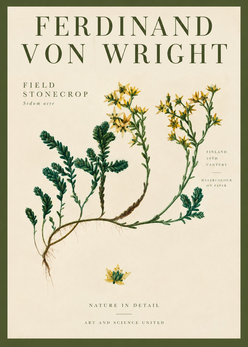 Ferdinand von Wright Botanical Study No4 - Póster