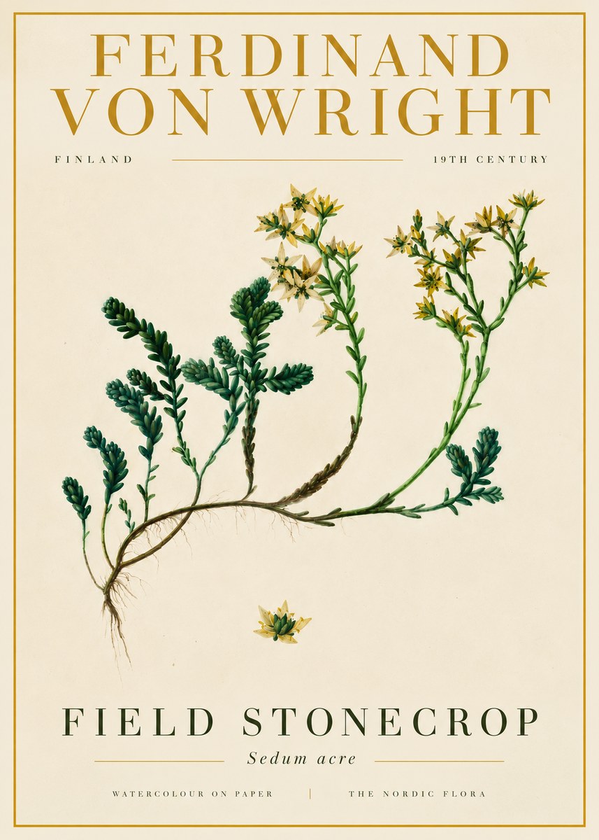 Ferdinand von Wright Botanical Study No6 - Póster