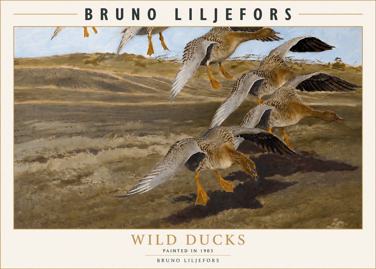Bruno Liljefors Wild Ducks I No3 - Póster