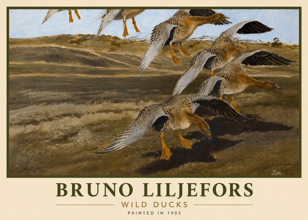 Bruno Liljefors Wild Ducks I No6 - Póster