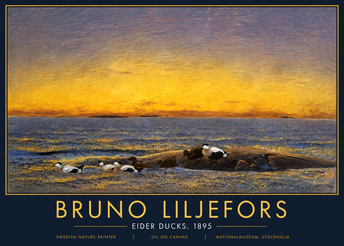 Bruno Liljefors Eider Ducks. 1895 No5 - Póster