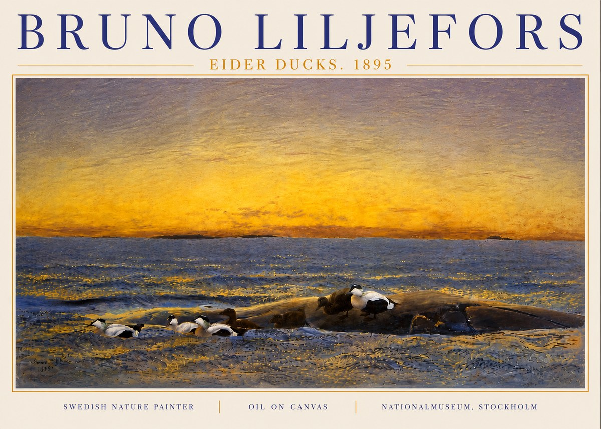 Bruno Liljefors Eider Ducks. 1895 No6 - Póster