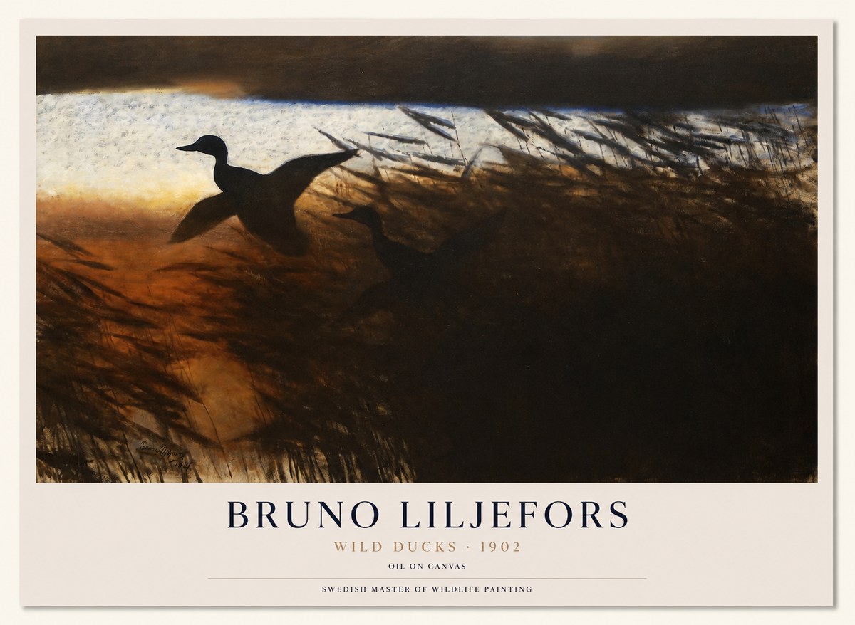 Bruno Liljefors Wild Ducks II No1 - Póster