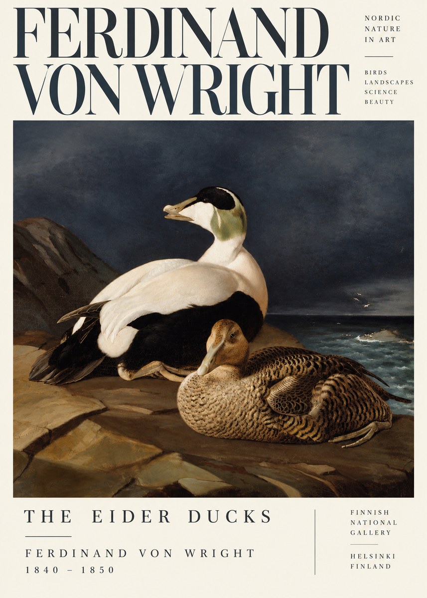 Ferdinand von Wright Eiders on a Rocky Shore No5 - Póster