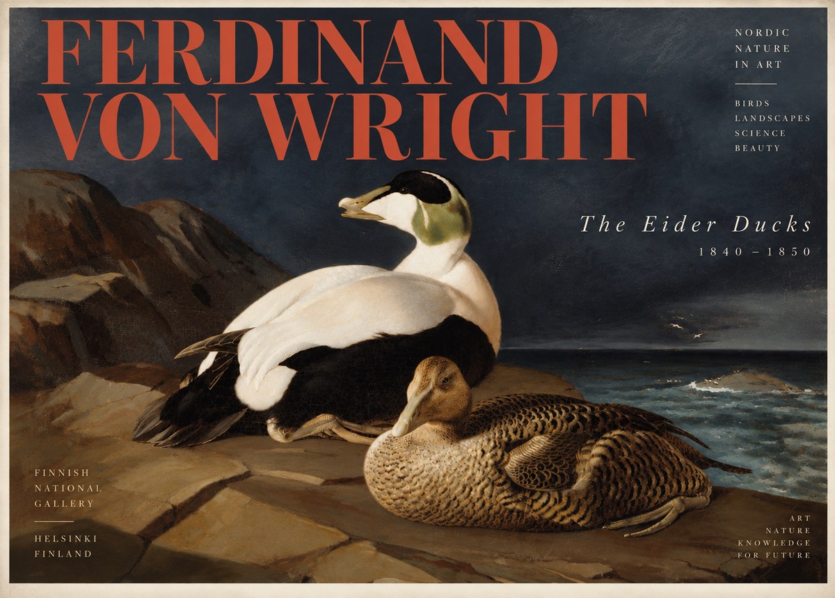 Ferdinand von Wright Eiders on a Rocky Shore No6 - Póster