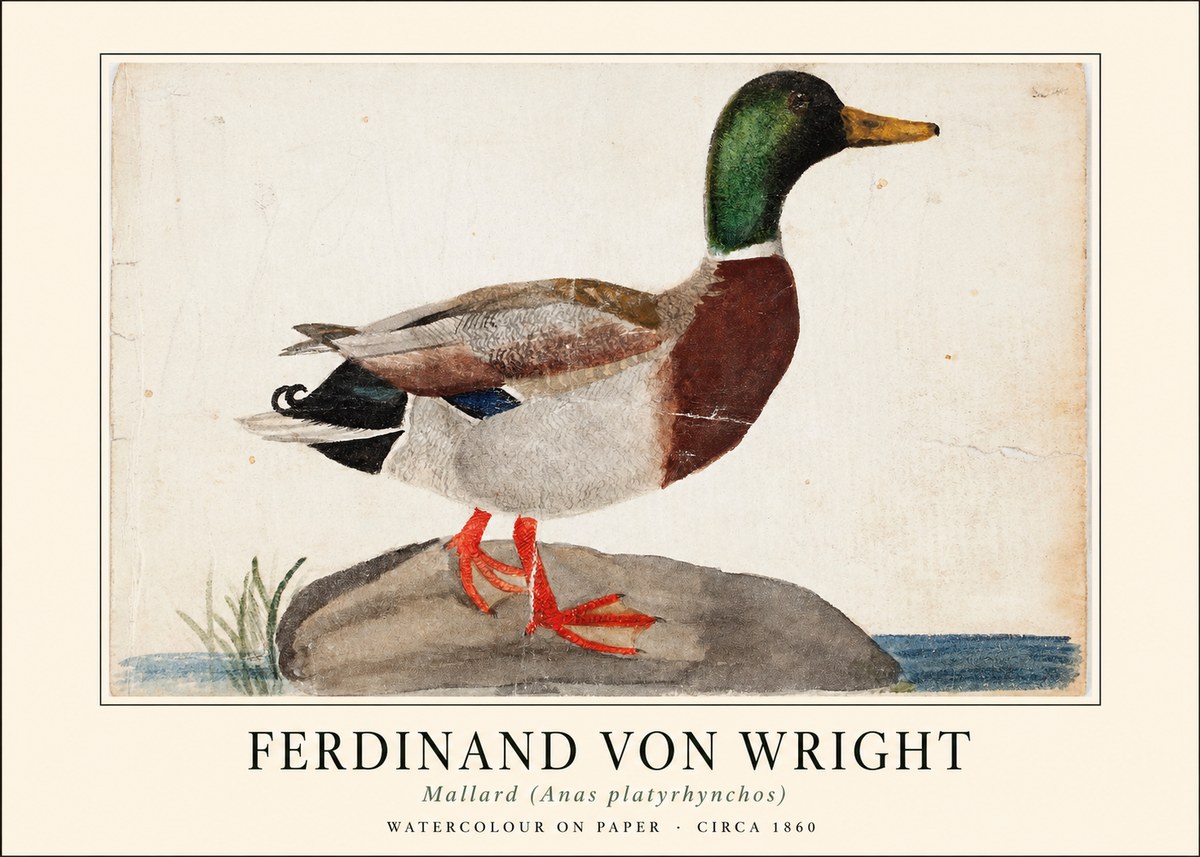 Ferdinand von Wright Mallard (Anas Platyrhynchos) No1 - Póster