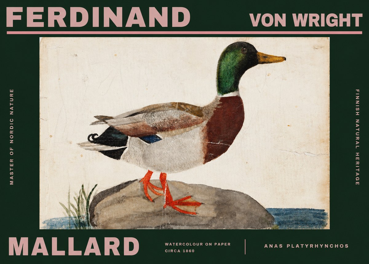Ferdinand von Wright Mallard (Anas Platyrhynchos) No2 - Póster
