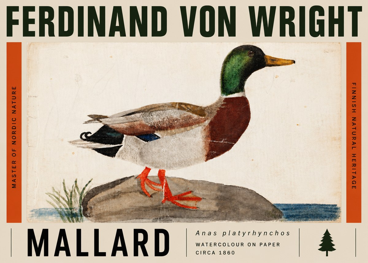 Ferdinand von Wright Mallard (Anas Platyrhynchos) No5 - Póster