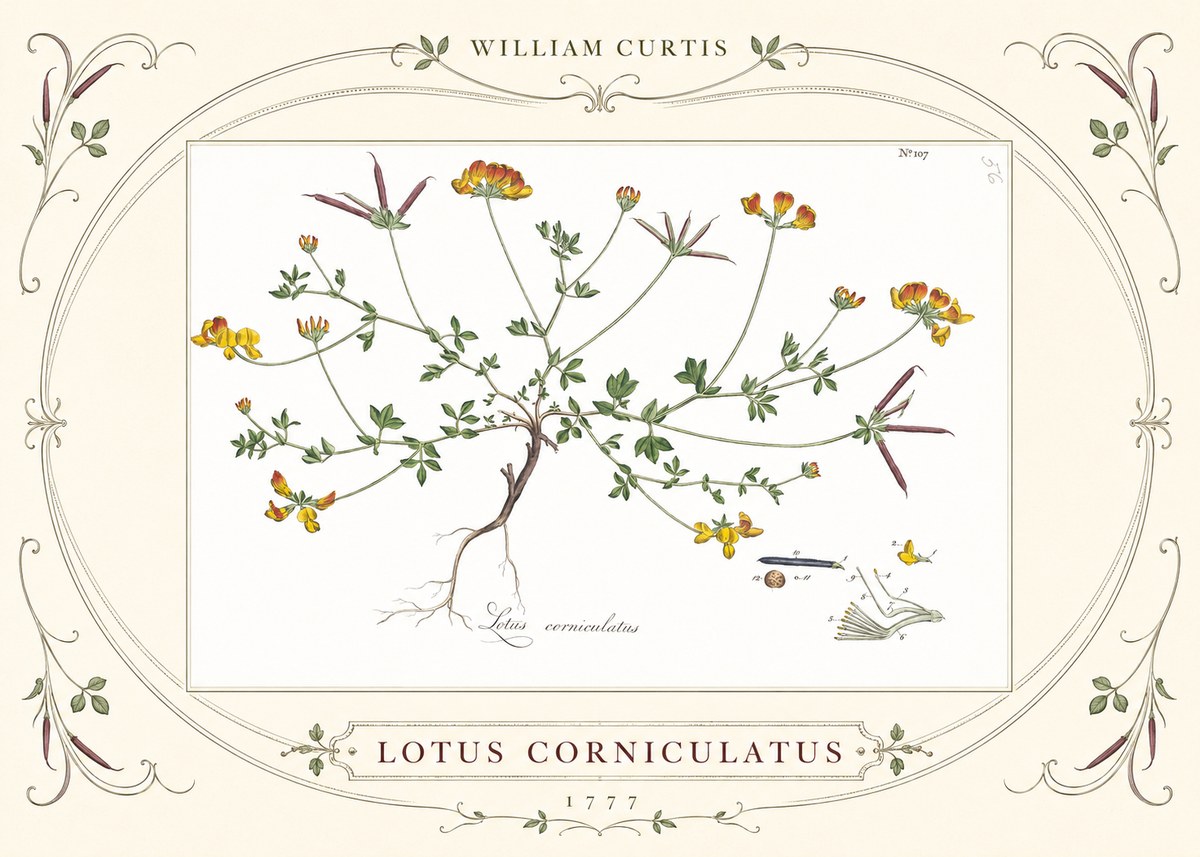 William Curtis Lotus Corniculatus II No3 - Póster