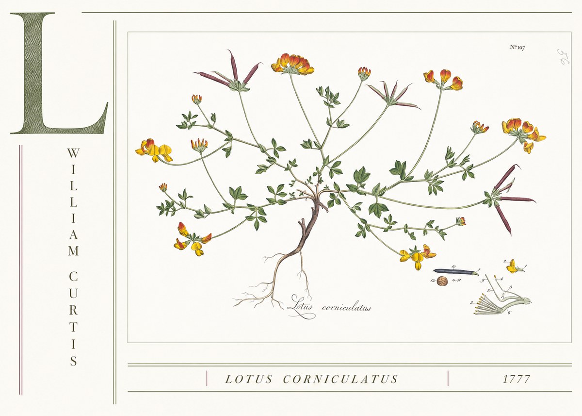 William Curtis Lotus Corniculatus II No4 - Póster
