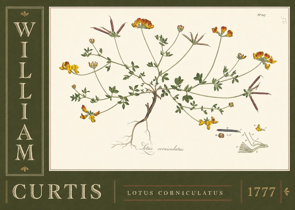 William Curtis Lotus Corniculatus II No5 - Póster