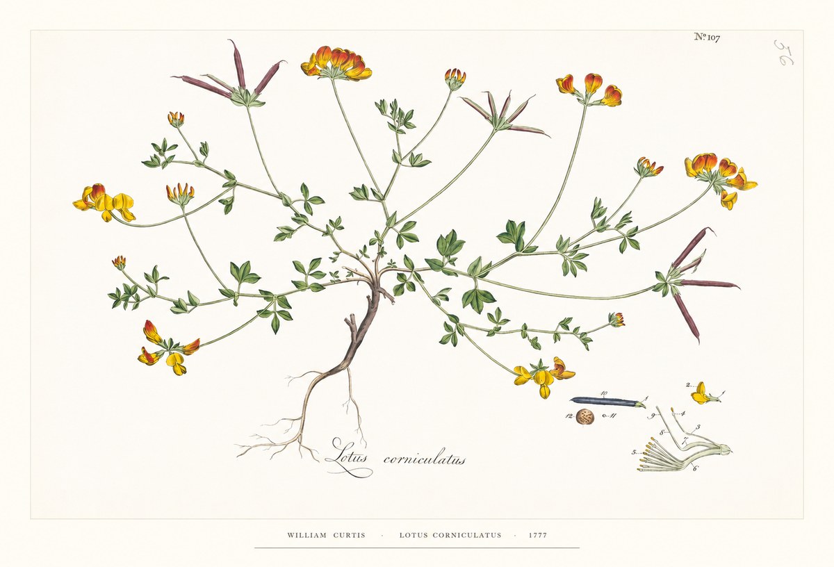 William Curtis Lotus Corniculatus II No6 - Póster
