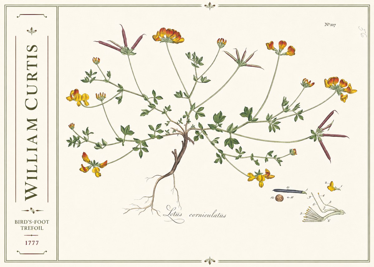 William Curtis Bird's-foot Trefoil No2 - Póster