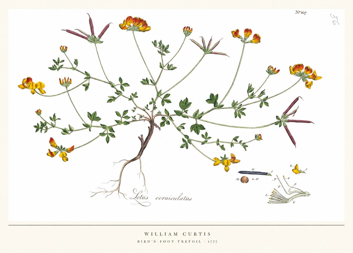William Curtis Bird's-foot Trefoil No5 - Póster