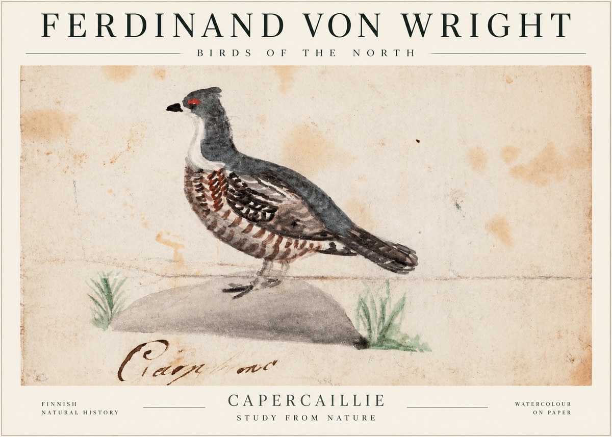 Ferdinand von Wright Grouse No2 - Póster
