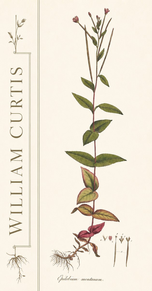 William Curtis Epilobium Montanum. No2 - Póster