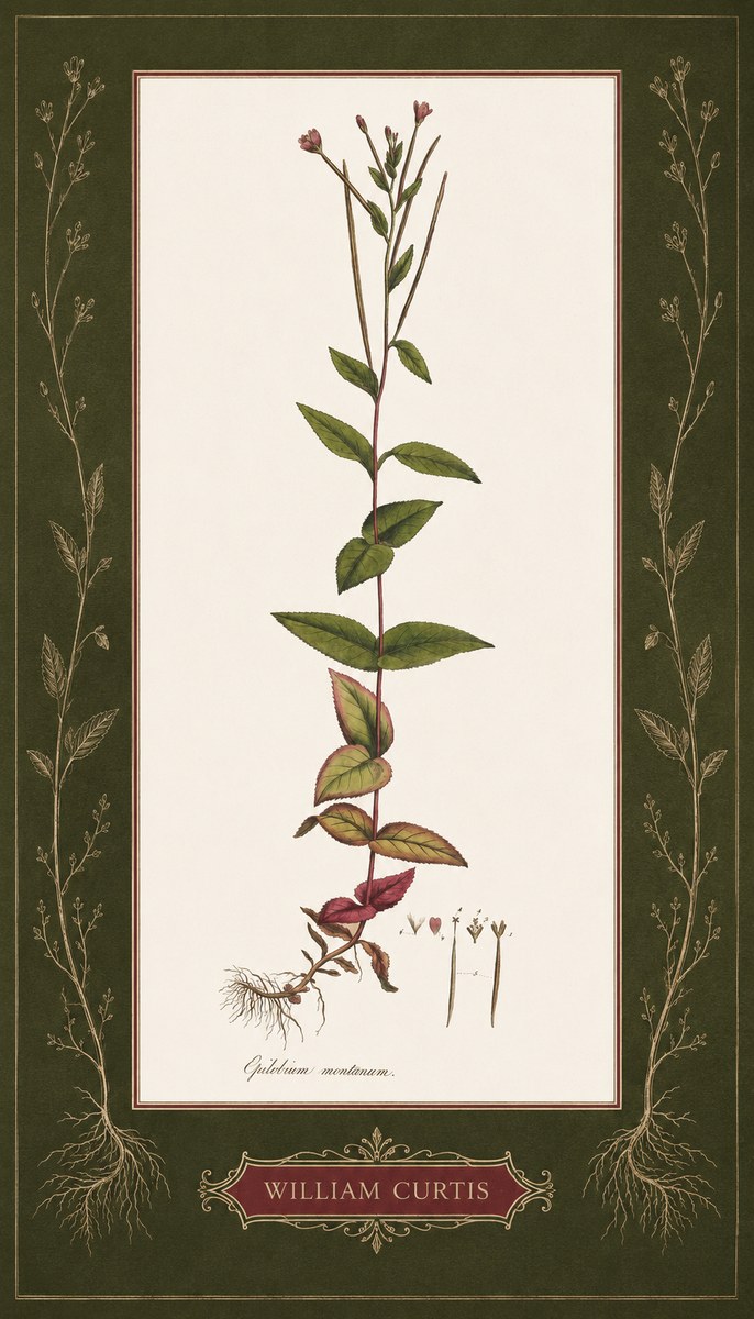 William Curtis Epilobium Montanum. No5 - Póster