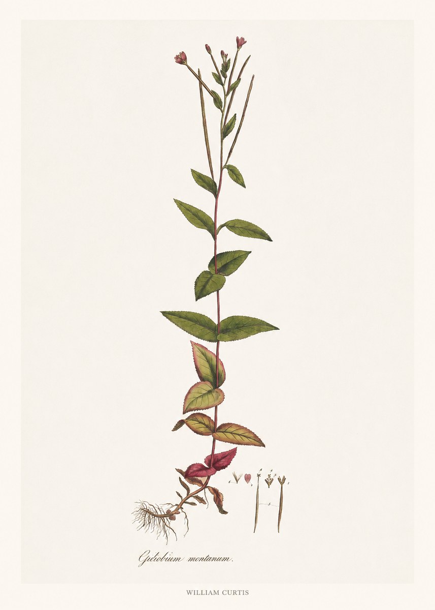 William Curtis Epilobium Montanum. No6 - Póster