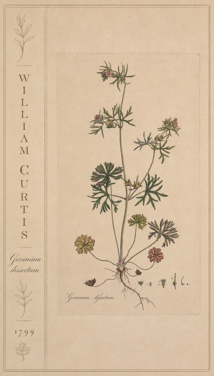William Curtis Geranium Dissectum II No2 - Póster