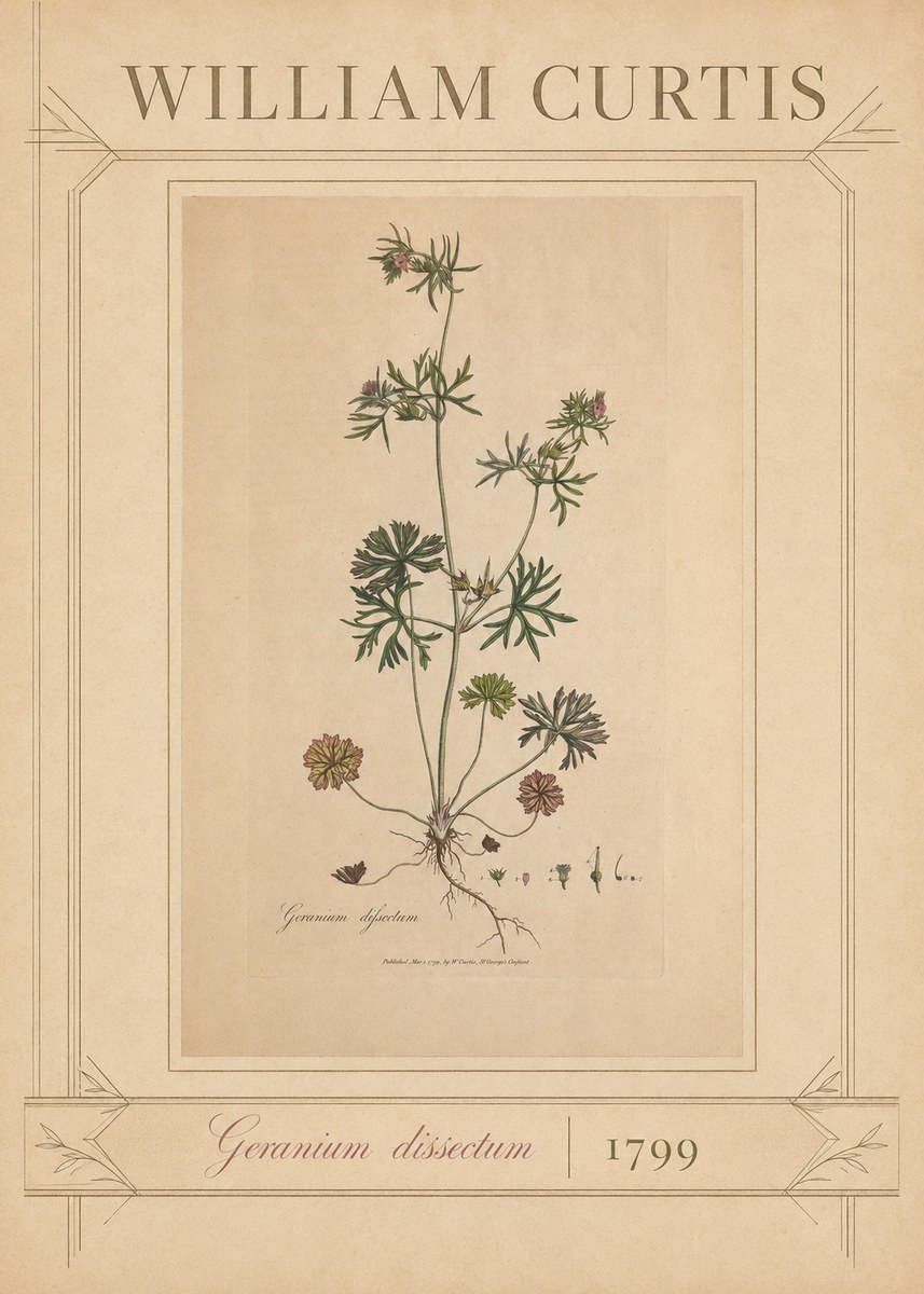 William Curtis Geranium Dissectum II No3 - Póster