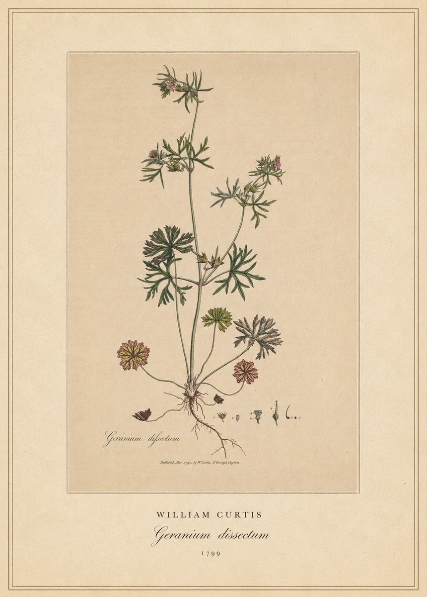 William Curtis Geranium Dissectum II No4 - Póster